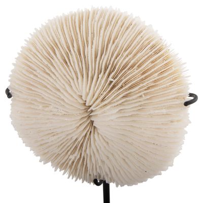 TABLE DECORATION HM4273 CORAL IN NATURAL COLOR- BLACK METAL STAND 8x8x16H cm.