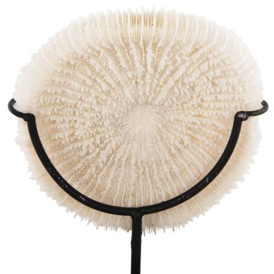 TABLE DECORATION HM4273 CORAL IN NATURAL COLOR- BLACK METAL STAND 8x8x16H cm.